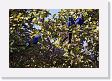 05-024 * Hyacinth Macaws * Hyacinth Macaws